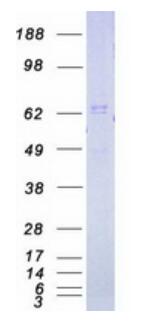 Coomassie blue staining of purified IRAK1 protein. The protein was produced from HEK293T cells transfected with IRAK1 cDNA clone using MegaTran 2.0.